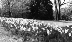 Spring Bloom at Morris Arboretum