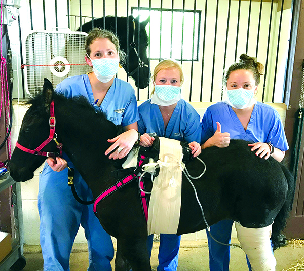 caption: Veterinarians Amanda Watkins, Alycia Crandall, and Angela Gaesser with Osada. All photos in this article courtesy of Penn Today.