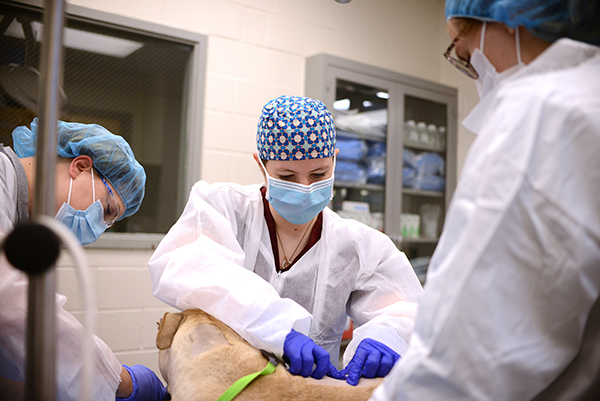 caption: Surgeon Chiara Curcillo and colleagues evaluate the healing of Daisy, an American Staffordshire Terrier who had an unfortunate run-in with a porcupine. Painstaking surgical procedures and rigorous follow-up care have put Daisy on the path to good health. 