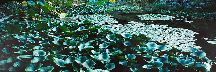 caption: Lucien Clergue, Sicilian Botanic Garden, Palermo, 1988, chromogenic print, 12” x 32”