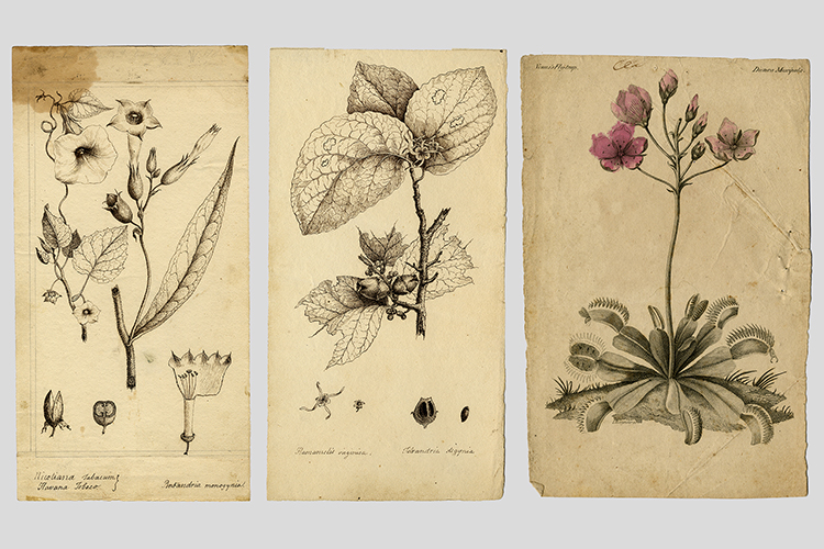 Adventive America: Follow the Plants