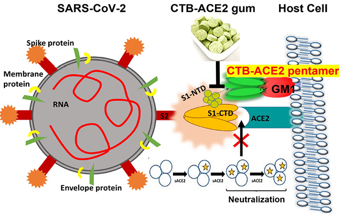 caption: A plant-based protein drug production platform was used to grow the ACE2 protein, which was then infused in chewing gum. By either blocking the ACE2 receptor or binding to the SARS-CoV-2 spike protein, the ACE2 in the gum appears to be able to reduce viral entry into cells.