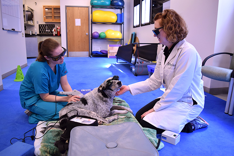 caption: Ranger receives laser therapy from Dr. Flaherty (right) and Ms. Kyler.
