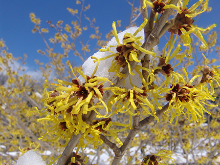 Witchhazel Snowsmall at Morris Arboretum