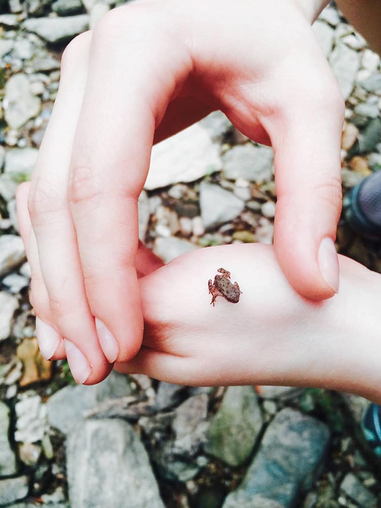 caption: First Place Junior Submission- Sarina Smith, Froglet by the Creek. Near the Orange Trail next to the Wissahickon Creek.