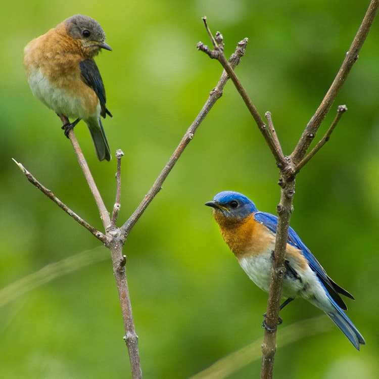caption: First Place Wildlife- Karl Ahlswede, The Bluebird Couple. Houston Meadow, a nesting couple of Eastern Bluebirds.