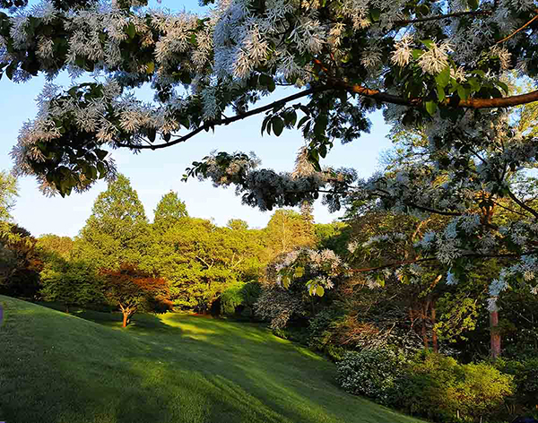 Morris Arboretum Small Trees Tour