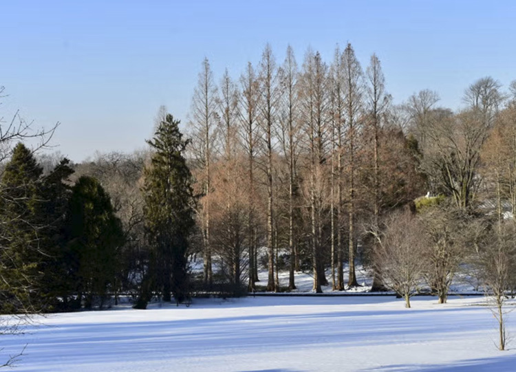 Winter Tree Identification