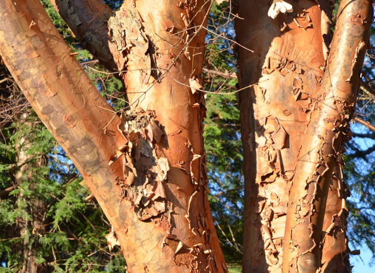 Bare Naked Trees tour