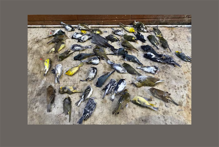 Bird Collisions in the Anthropocene