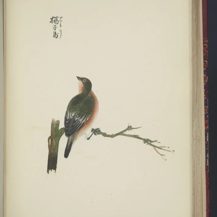 Coffee with a Codex: Japanese Drawings