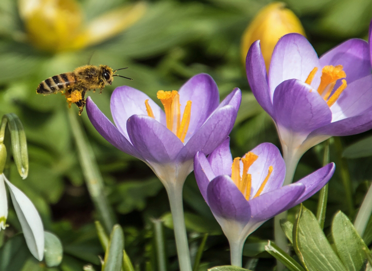 Native Bees of Morris Arboretum