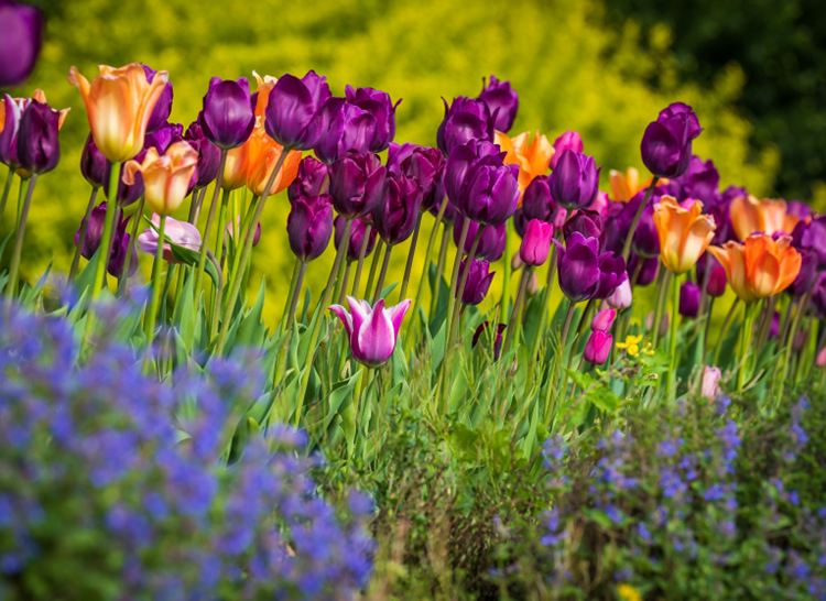 Spring Buds and Blooms Tour