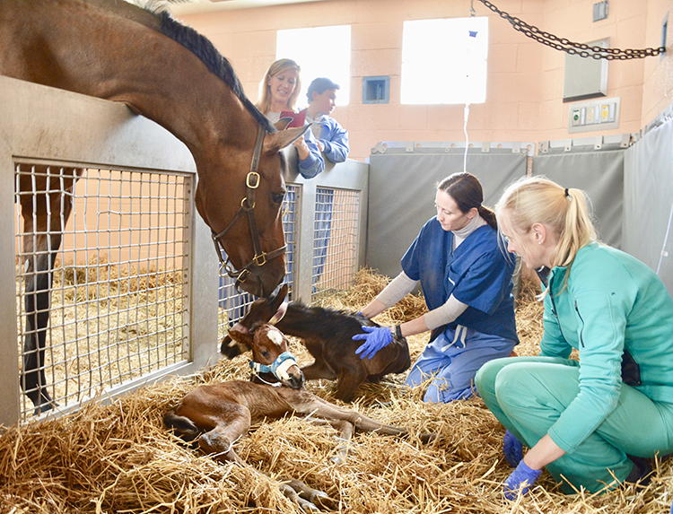 caption: Treasure nuzzles her foals in New Bolton Center’s NICU.
