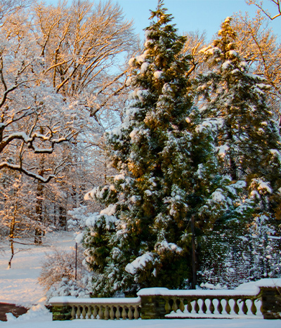 Morris Arboretum conifers tour