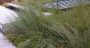 Golkin Hall Rooftop Gardens