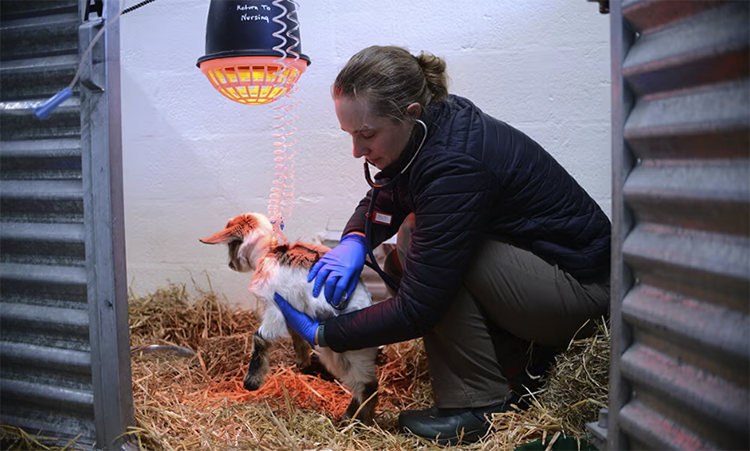 caption: Joy Tomlinson with Kale the goat.