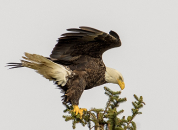 Introduction to Wildlife Photography