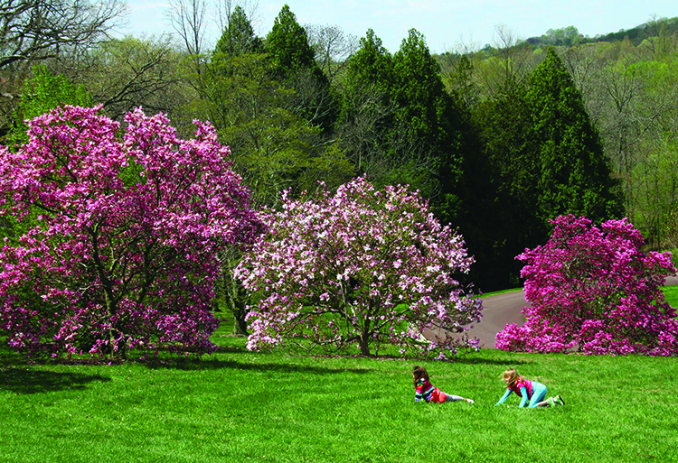 caption: Magnolia trees at the Morris Arboretum