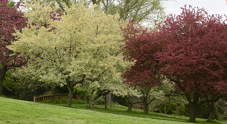 caption: The Crabapple Collection (photo by William Cullina)