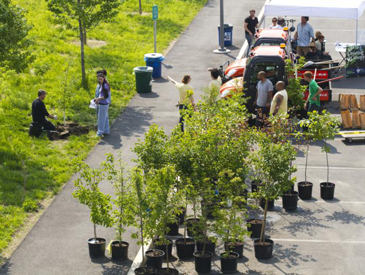 Registration Opens for Creating Canopy Tree Giveaway