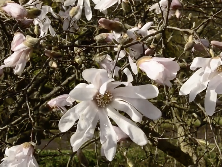 caption: A Star Magnolia tree in bloom.