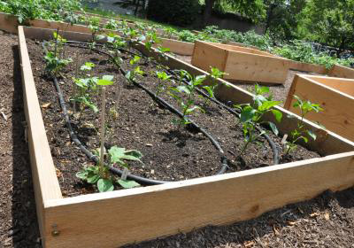 caption: A vegetable garden on campus.