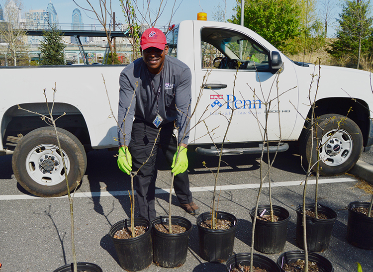 caption: 300 trees will be given away as part of Creating Canopy.