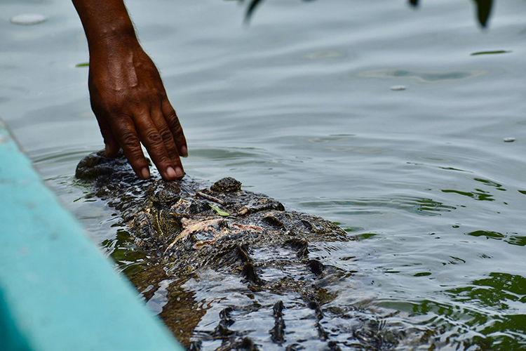 caption: Third place: Crocodile, Rio Lagartos, Mexico by anthropology student Pablo Aguilera Del Castillo.
