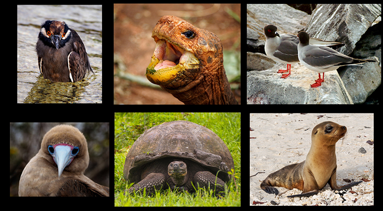 caption: Galapagos Memories by Gerald Porter