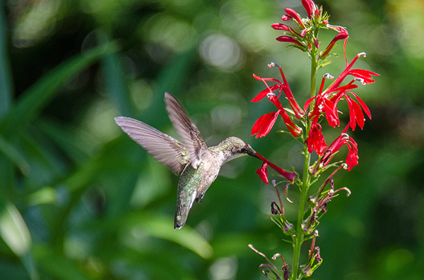 Hummingbird