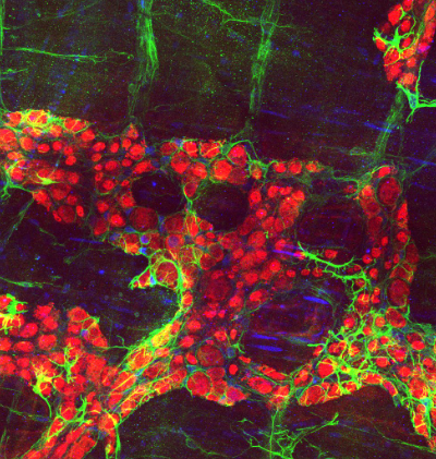 caption: Neurons and glia in the enteric nervous system in the gastrointestinal tract.