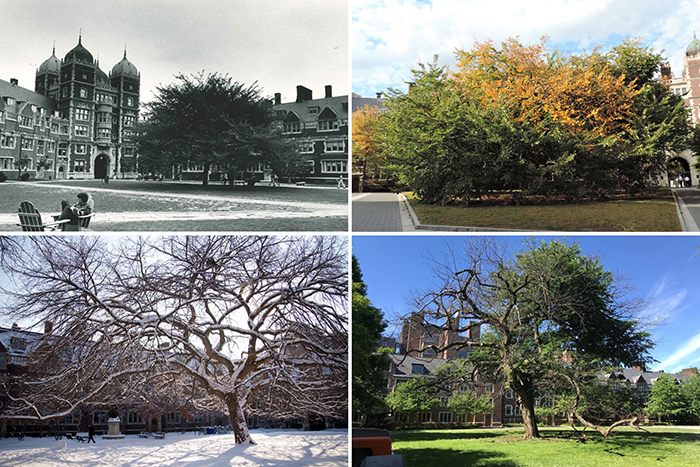 caption: Providing shade for lounging students in 1976 (upper left), eye-catching fall color in 2015, or a beautiful backdrop for a snowy day in 2011, the formidable canopy of the Quad elm has been a campus landmark for more than a century.  Dieback in recent years (lower right) however, meant it was time to remove the tree for safety reasons. Photographs courtesy of the University Photograph Buildings Collection, Ken Leroy, Andrew Conboy/Morris Arboretum, Scott Spitzer/University Communications.