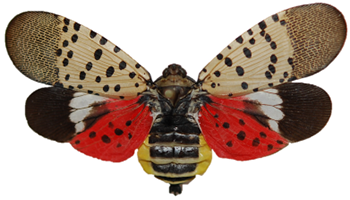 caption: The Spotted Lanternfly