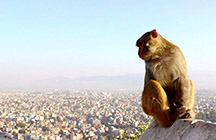 Swayambhunath Monkey by Ashley Napier